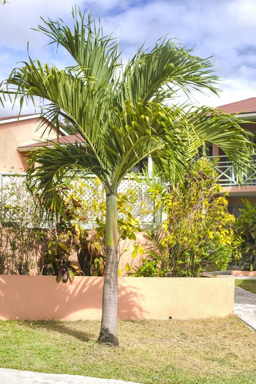 Halcyon Palm Apartment Holetown Luaran gambar